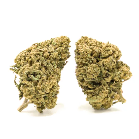Cogollos Banana CBD – marihuana CBD de aroma a banana, verdes oliva y pistilos Cogollos Banana CBD – marihuana CBD de aroma a banana, verdes oliva y pistilos