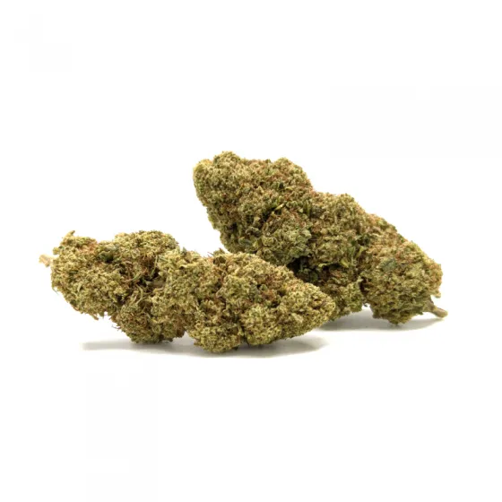 APPLE CIDER CBD 12% – tres cogollos CBD de invernadero, verdes lima y pistilos albaricoque