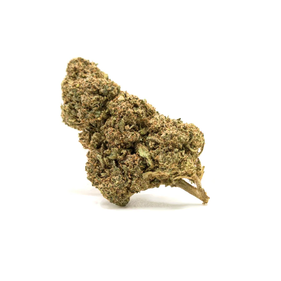 Cogollo MANGO CBD – flor CBD densa con tricomas, verdes lima y pistilos albaricoque