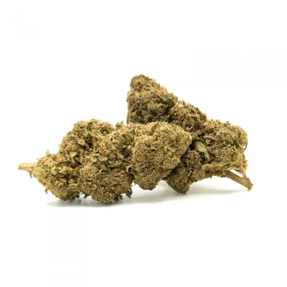 MANGO CBD 12,57% – tres cogollos CBD Glass House, perfil tropical a mango