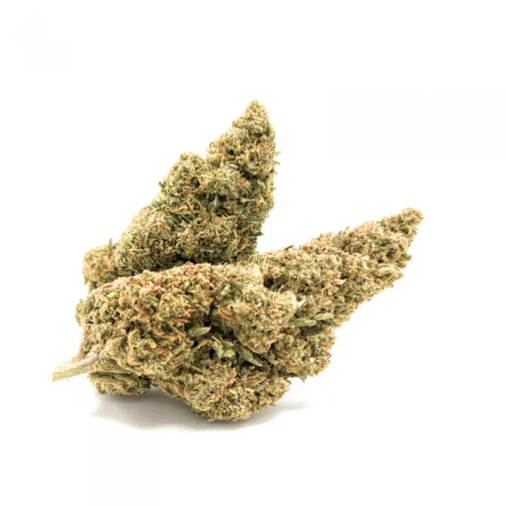 LIMONCELLO CBD 11,94% – dos cogollos CBD de invernadero, perfil cítrico a limón LIMONCELLO CBD 11,94% – dos cogollos CBD de invernadero, perfil cítrico a limón