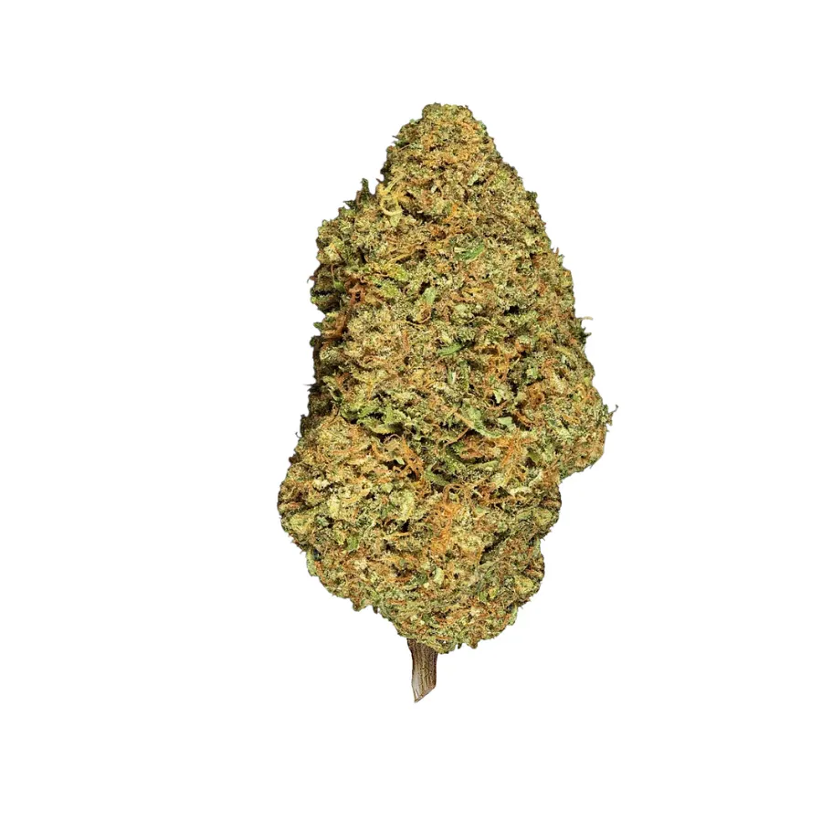 Cogollo compacto Sugar Cream CBD con tonos verde oliva y pistilos anaranjados cultivo