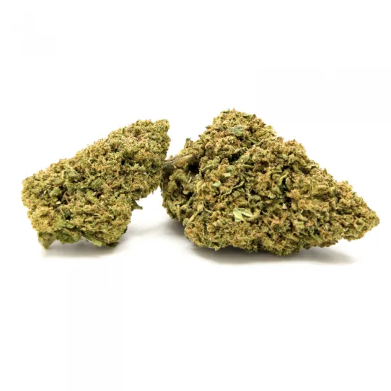 Sugar Cream CBD cogollos compactos con tonos verde oliva y pistilos anaranjados cultivo