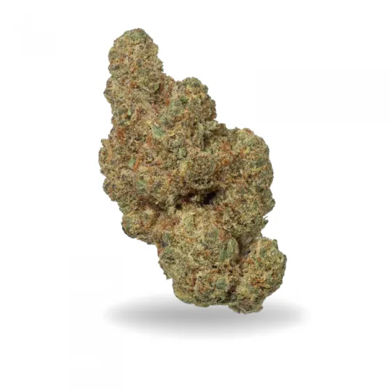 Cogollo de Mimosa CBD verde claro, compacto, con pistilos anaranjados y abundante cobertura de tricomas