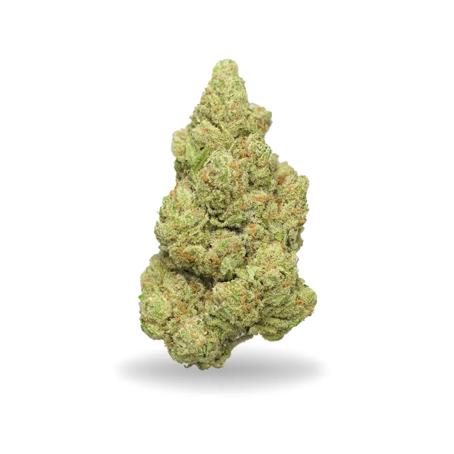 Cogollo de Lemon Pop CBD verde claro, compacto, con pistilos anaranjados y abundante cobertura de tricomas. Cogollo de Lemon Pop CBD verde claro, compacto, con pistilos anaranjados y abundante cobertura de tricomas.